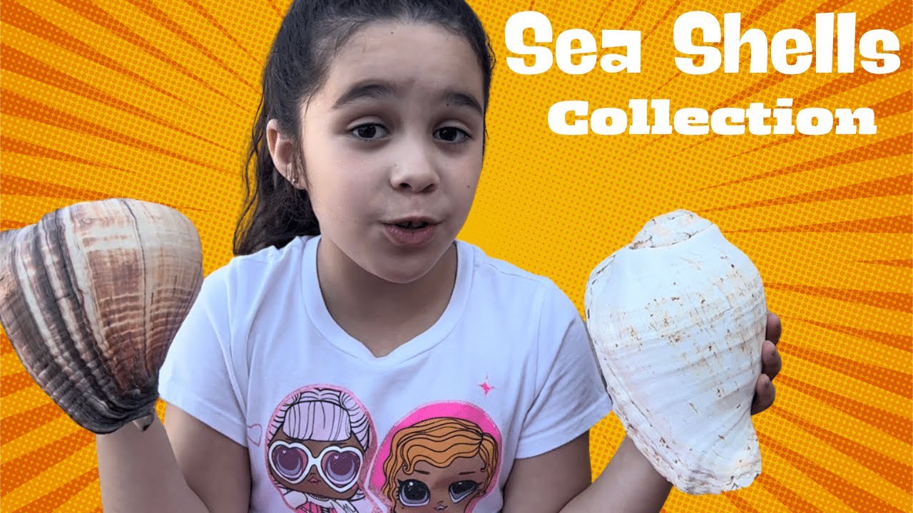 MY BEAUTIFUL SEA SHELLS COLLECTION  #SeaShells #collection #shells