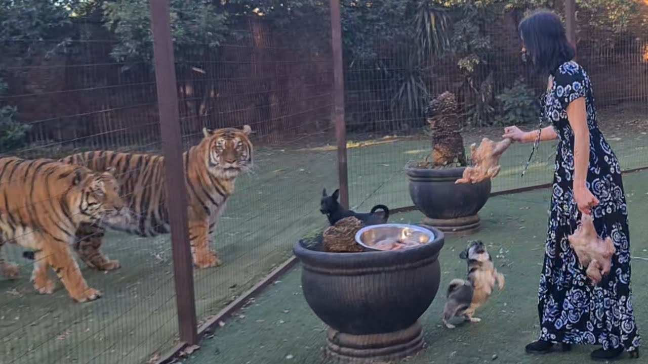 Tiger feeding time!