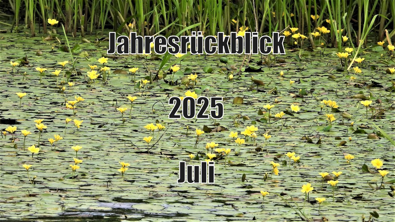 Meine Vogelwelt im Monat Juli - Der Monat Juli in Videos und Bildern