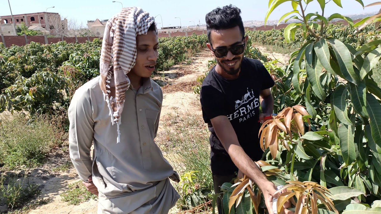 مانجو صنف الياسمينا و تقليم الأجنبي بعد العقد | المعلم ستاموني | مشهد تمثيلي | mango egypt