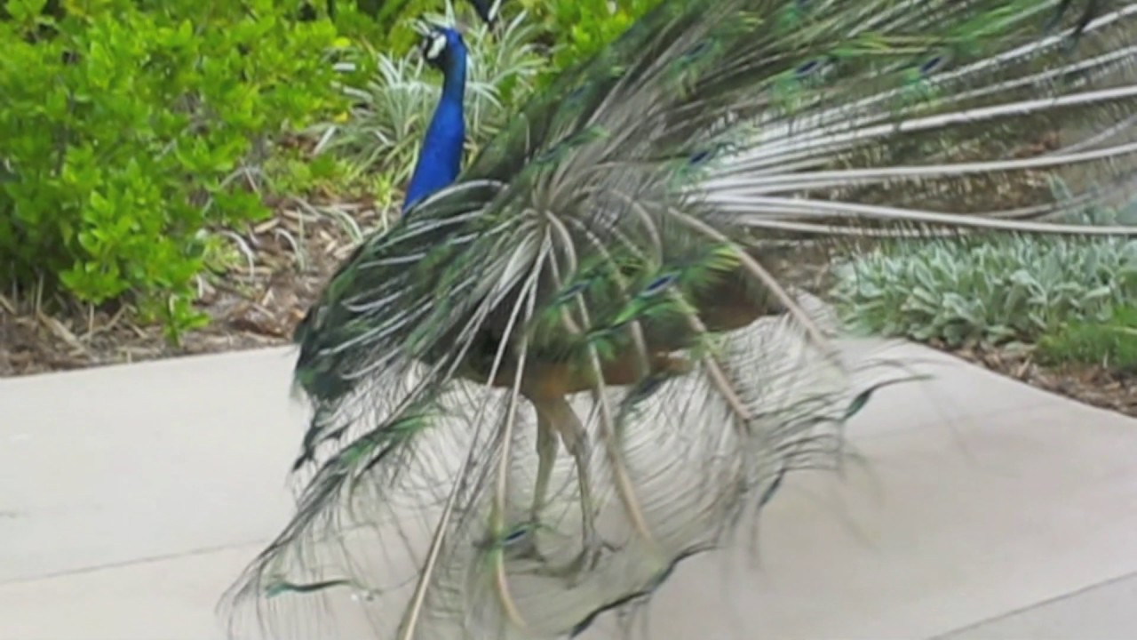 Peacocks give deceptive mating calls