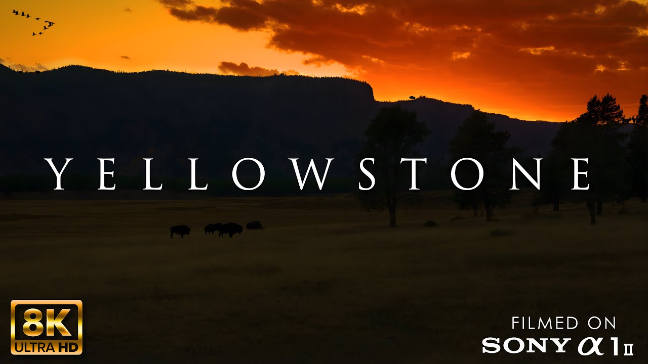 YELLOWSTONE 8K HDR &mdash; Fall Colors & Wildlife