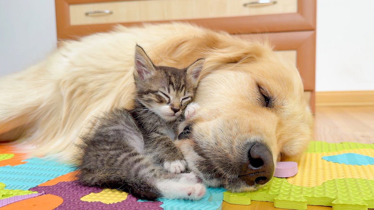 Tiny Kitten Refuses to Sleep Unless He’s Cuddling His Golden Retriever!