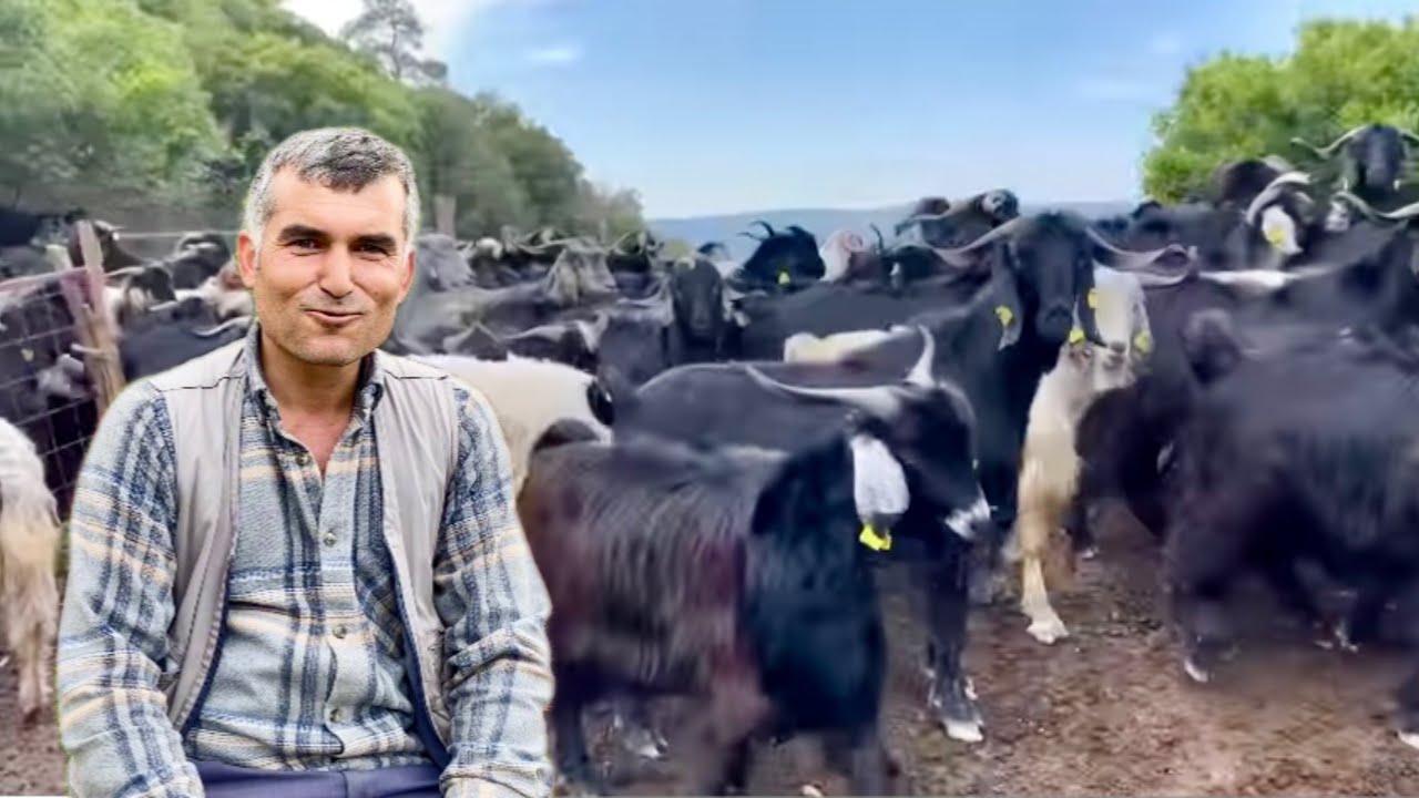 250 ADET DEV GİBİ KURBANLIK ERKEÇLER #keçi #kurbanlıkfiyatları