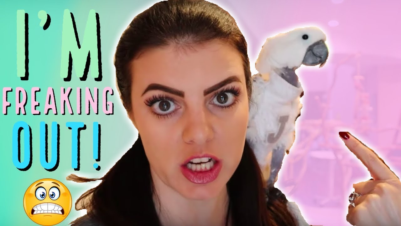 OH NO! MY PARENTS ARE COMING! & I HAVE NEW PETS, NO CHILDREN! (Vinny Subtitles Rant)