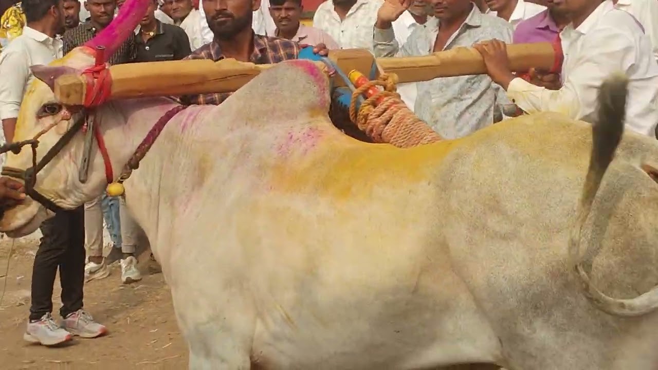 समीरभाऊ काळूराम सुपे भावी पुणे जिल्हा परिषद सदस्य वाडा वाशेरे  गट  २०२६ वाळद घाट बैलगाडा शर्यत