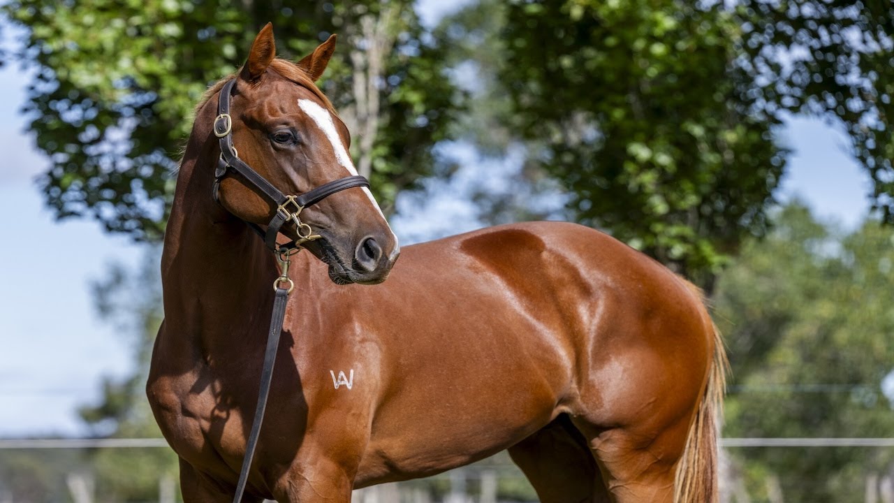 2025 Inglis Premier - Lot 202 - St Mark's Basilica (FR) x Hela filly