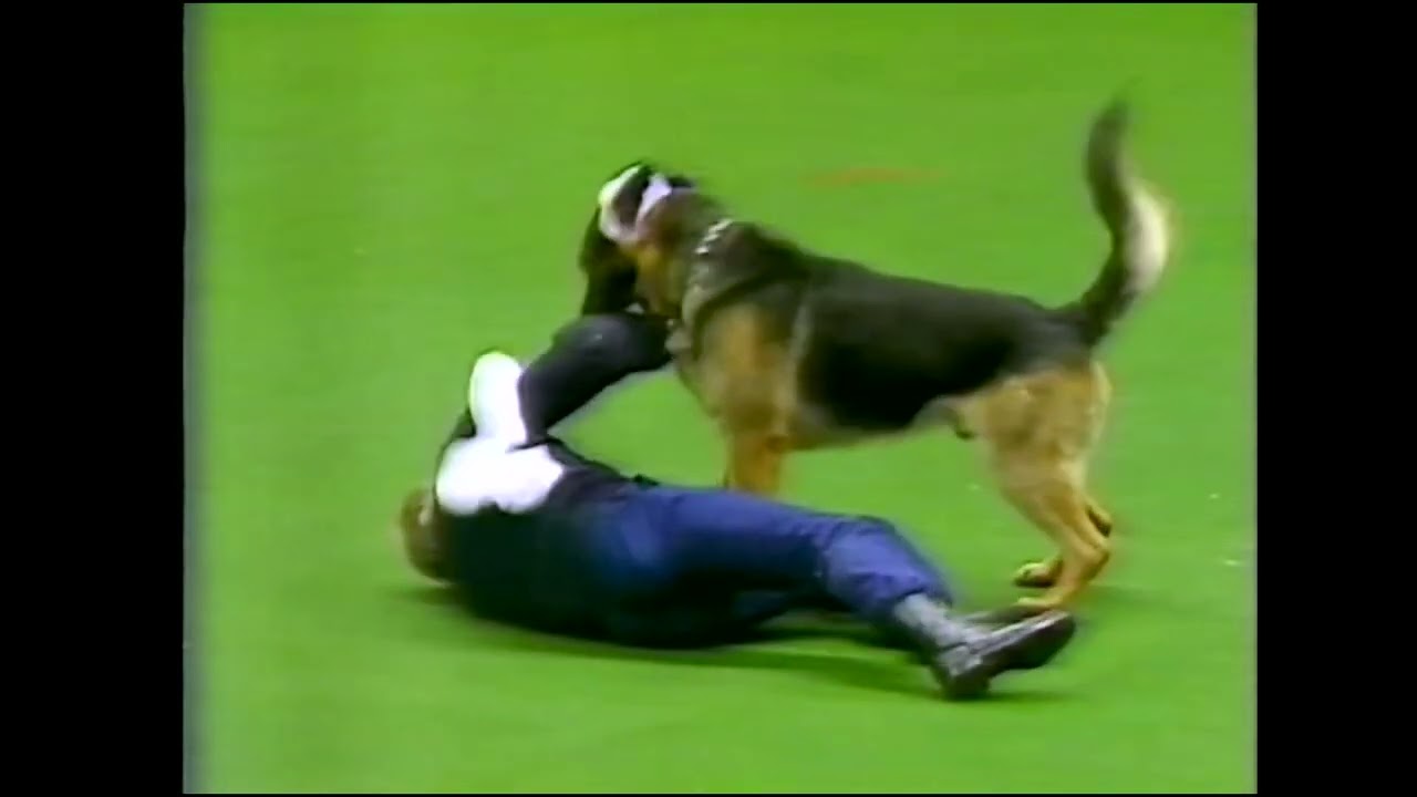 Crufts 1987   Clarice Masterton   BBC Footage
