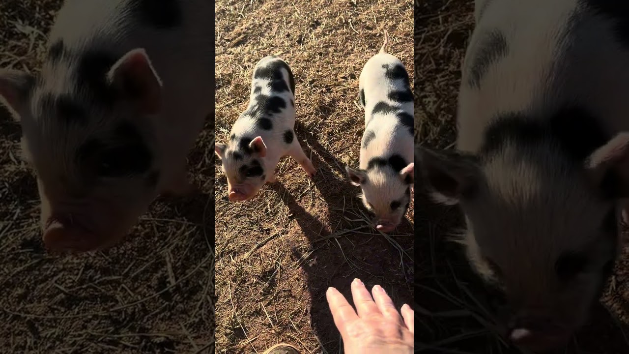 FINALLY WARM!! ☀️ #pig #homesteading #farmlife 