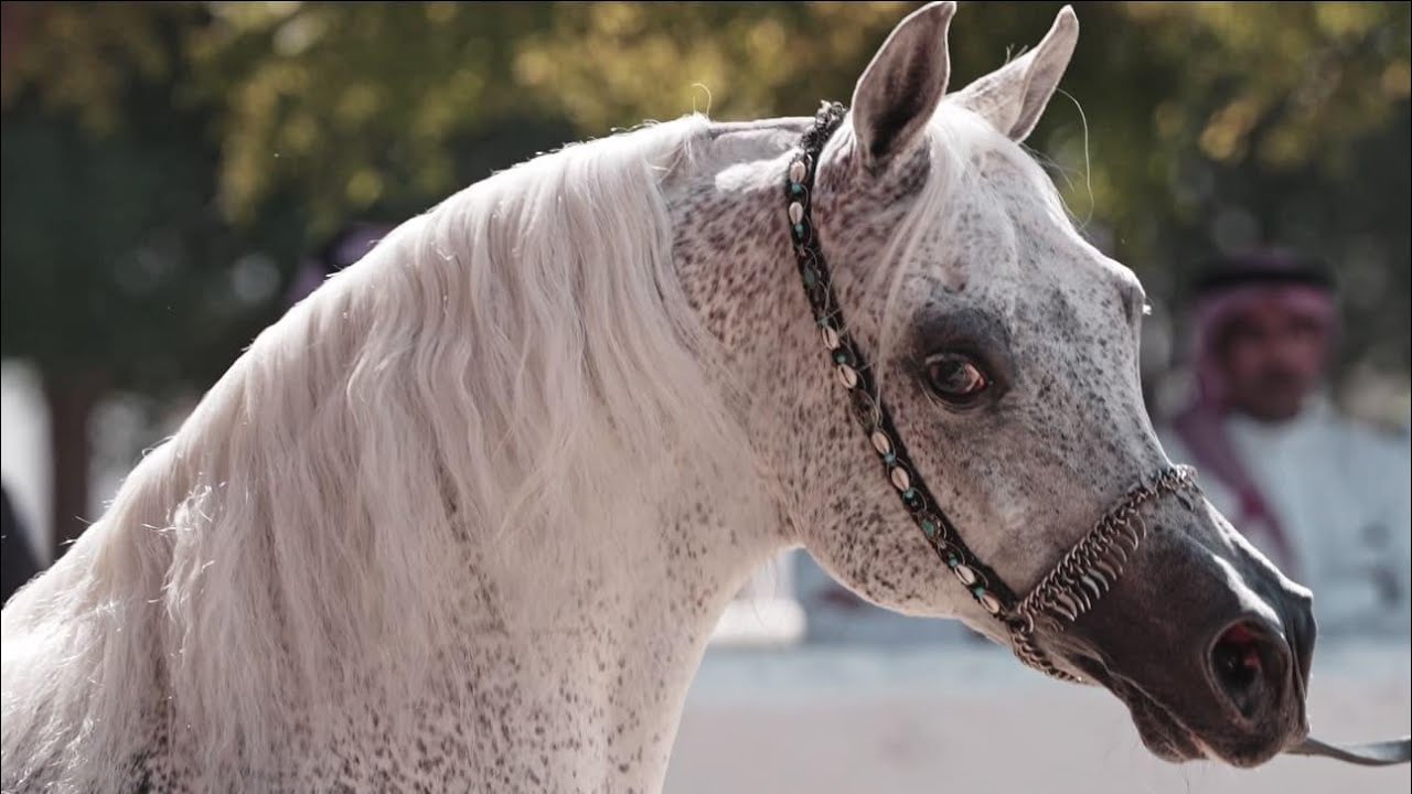 Discover the iconic breeding program of Al Rayyan Farm in Qatar