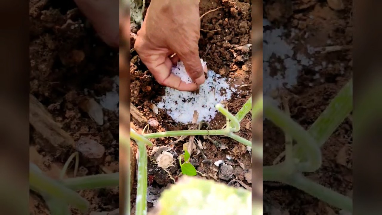 Stosowanie mocznika w celu wzrostu wegetatywnego 😁🏡#youtubeshorts #youtubeshorts #ogrodnictwo #natura