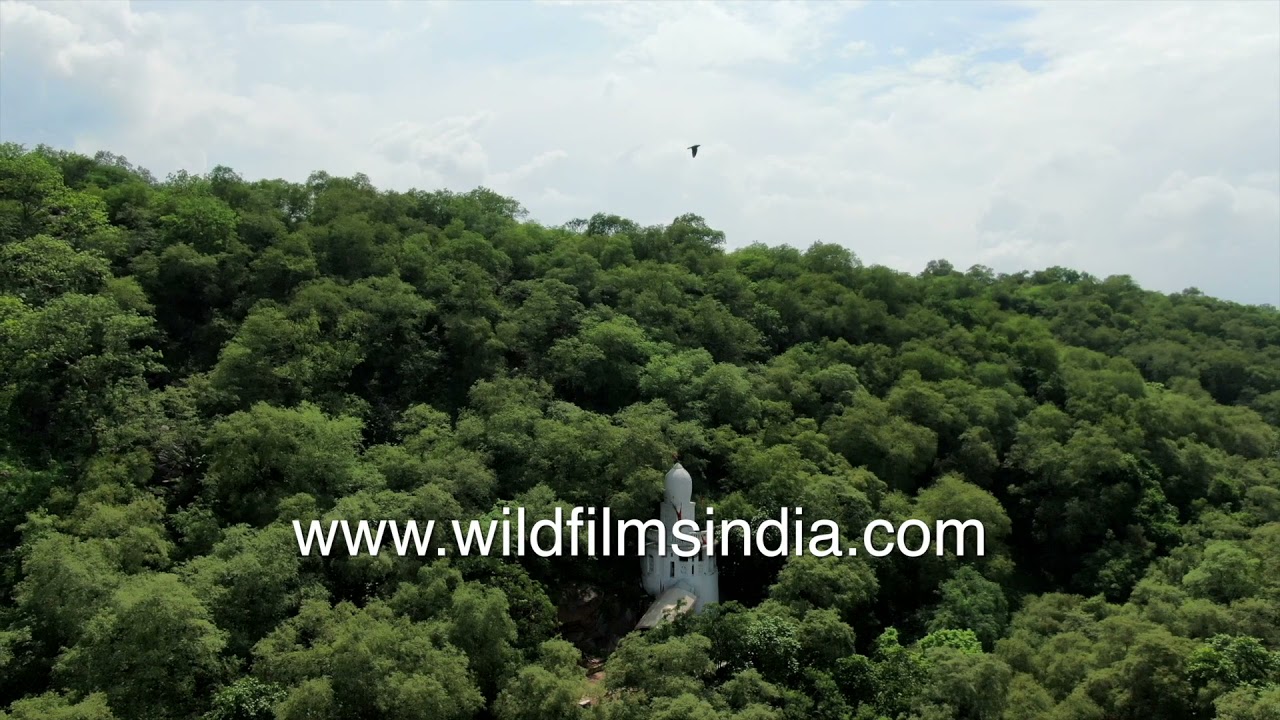 Mangar bani forest, temple, fabulous forest near Delhi, but on verge of destruction by developers