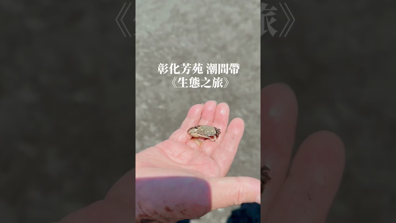 《芳苑生態之旅》潮間帶海中央尋寶、挖蛤蠣超好玩～彰化親子景點推薦😊 2023年7月25日