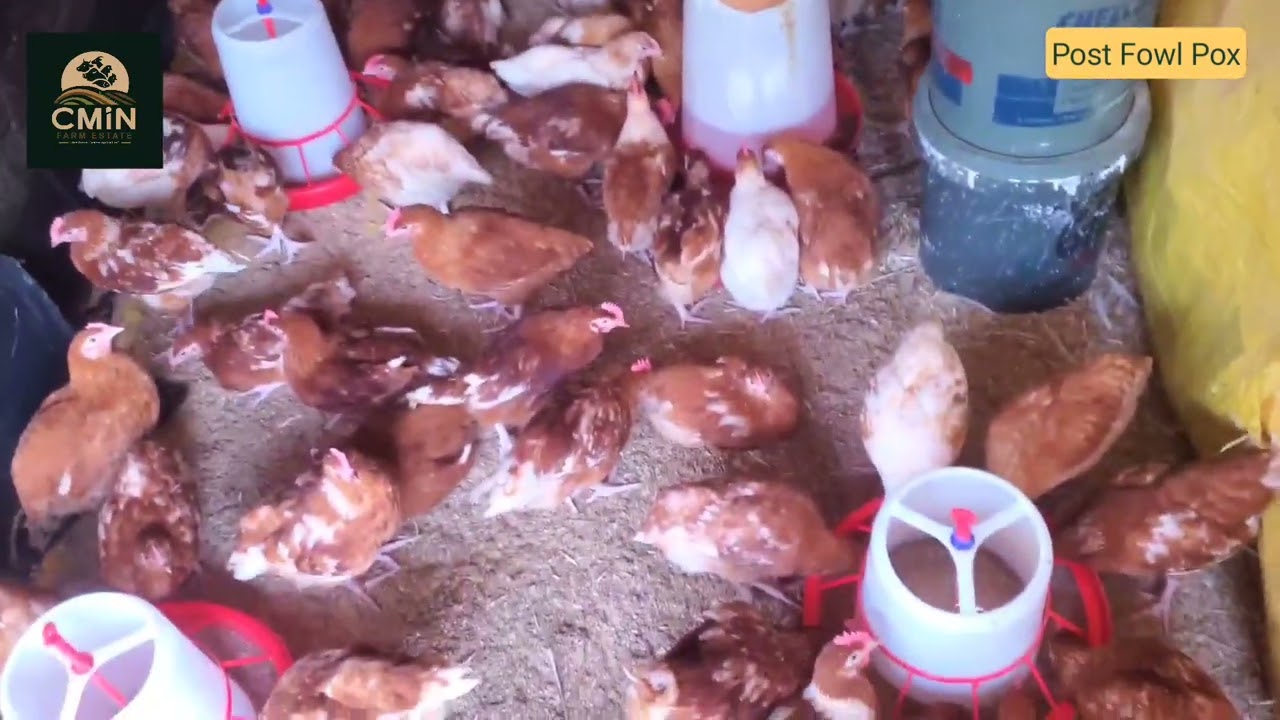 Post Fowl Pox Vaccination Care and Adjustment for ISA Brown Pullets (Layers) 