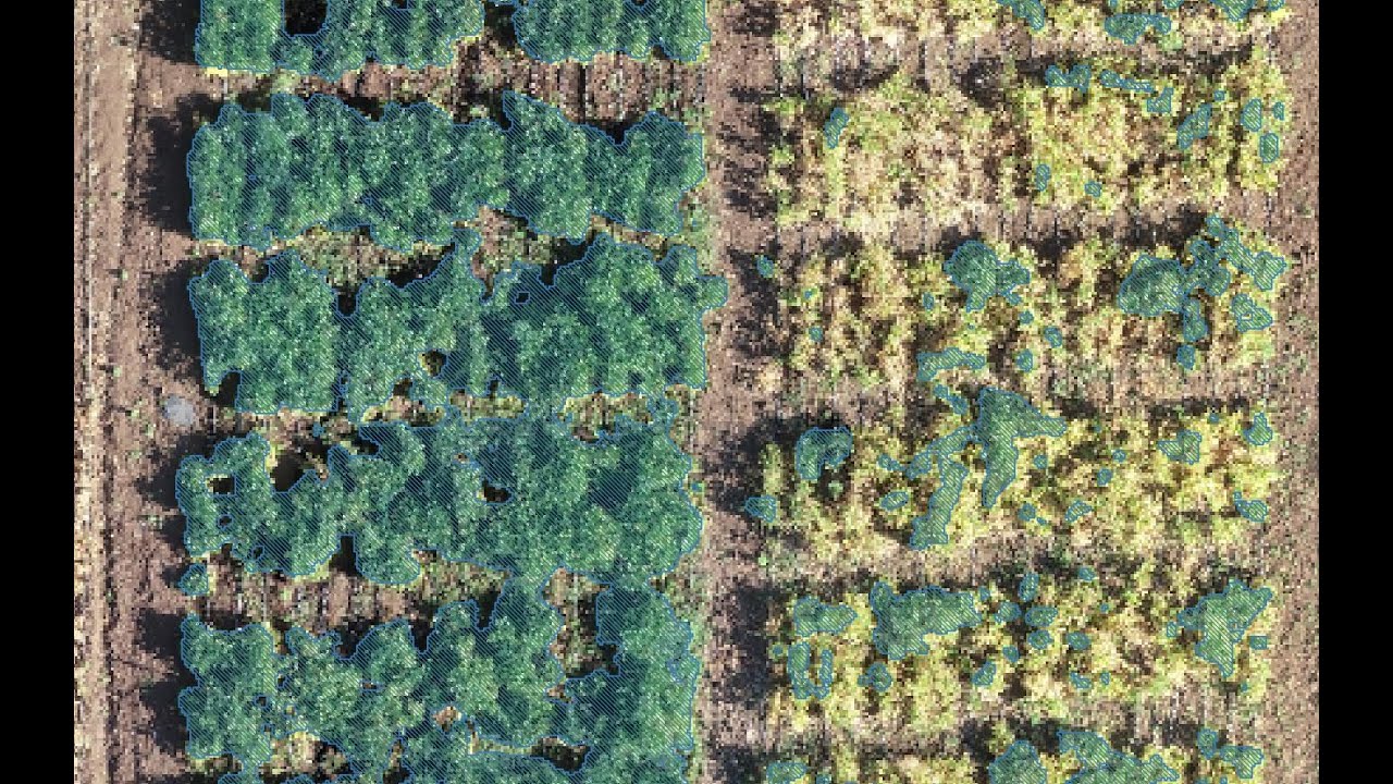 Cómo delinear cultivos de ortofotos de drone con QGIS - Tutorial