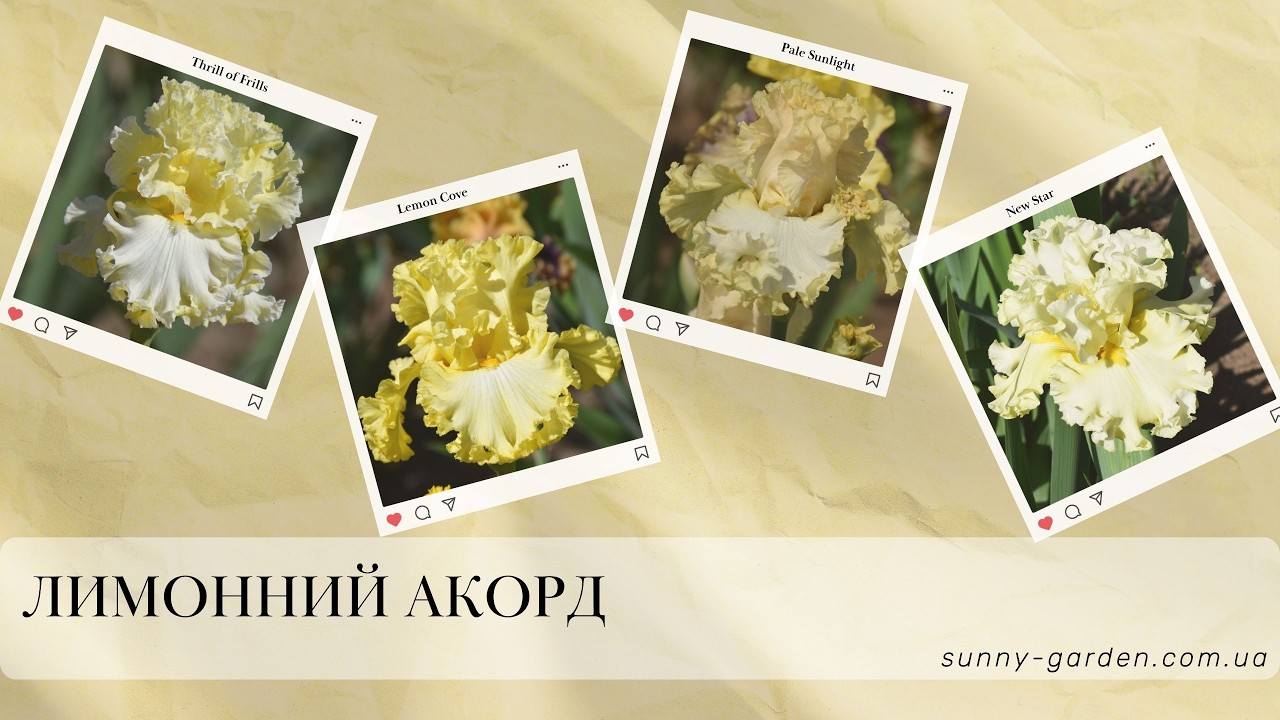 Квартет ЛИМОННИЙ АКОРД