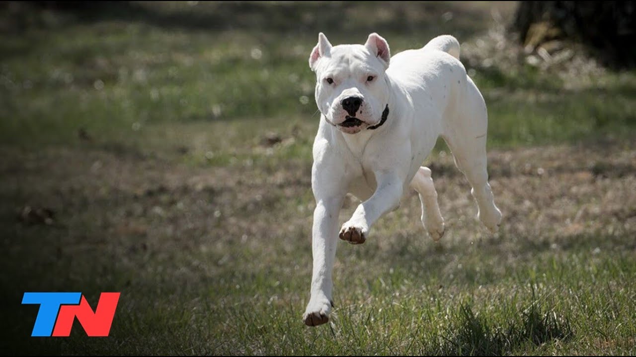 Los perros de razas 