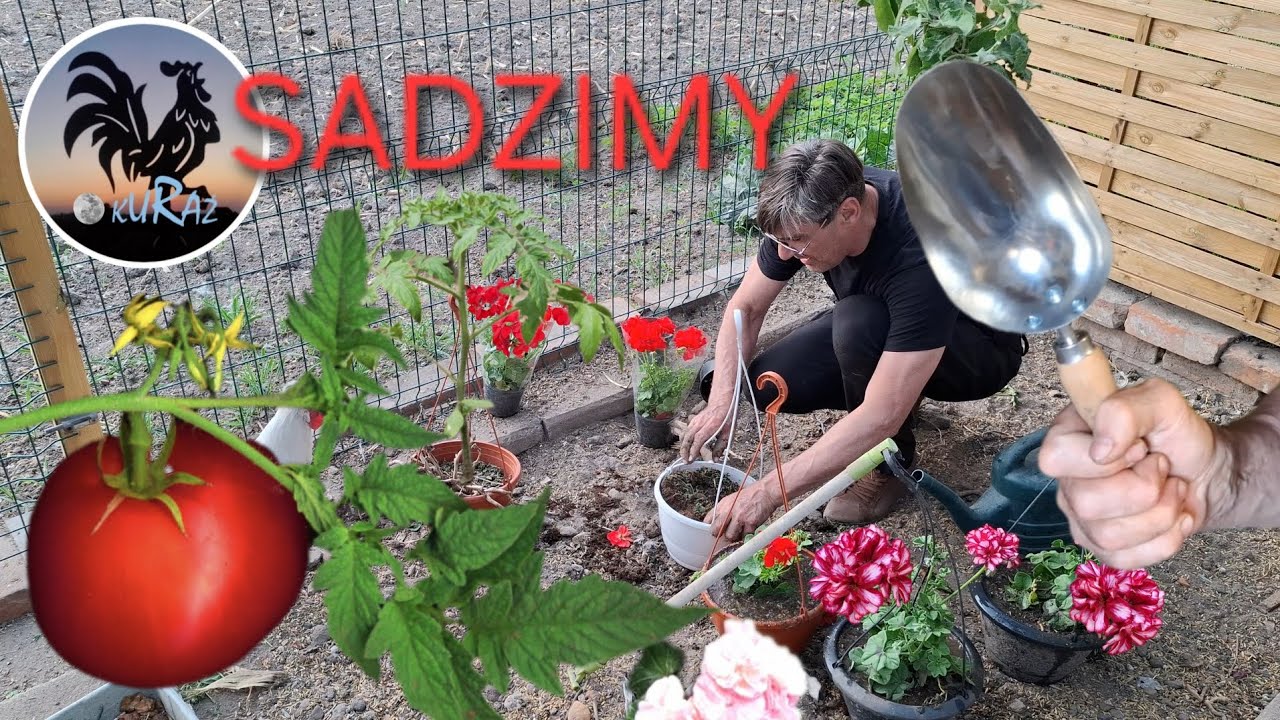 Posadziłem pomidory do gruntu i pelargonie * naprawiłem łopatkę #Garden kuRaż 