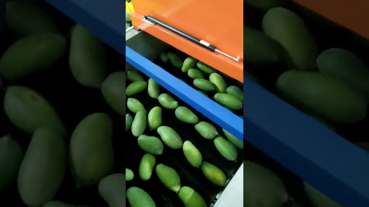 Mango Washing Waxing Sorting Machine