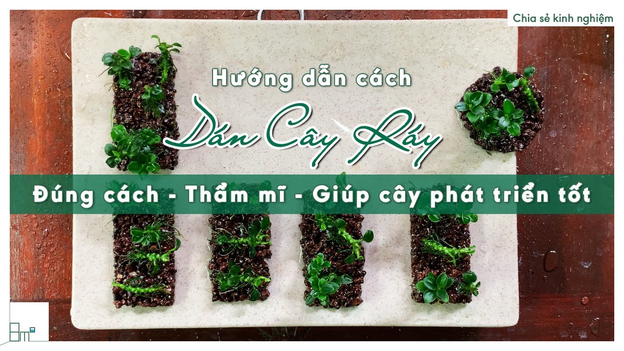 Hướng dẫn DÁN CÂY RÁY thủy sinh Đúng cách, Thẩm mĩ, và Giúp cây phát triển tốt