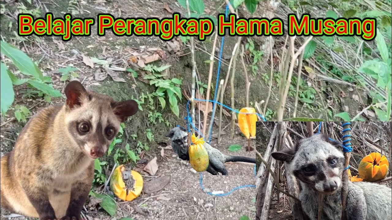 belajar jerat perangkap musang