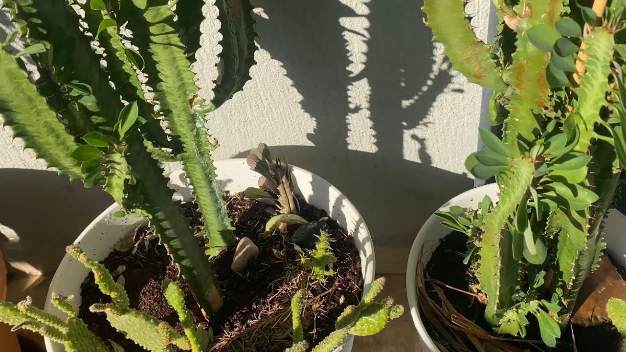 Süt kaktüsü / ağacı (Euphorbia) nasıl çoğaltılır? Kesim, köklendirme, dikim ve bakım aşamaları.