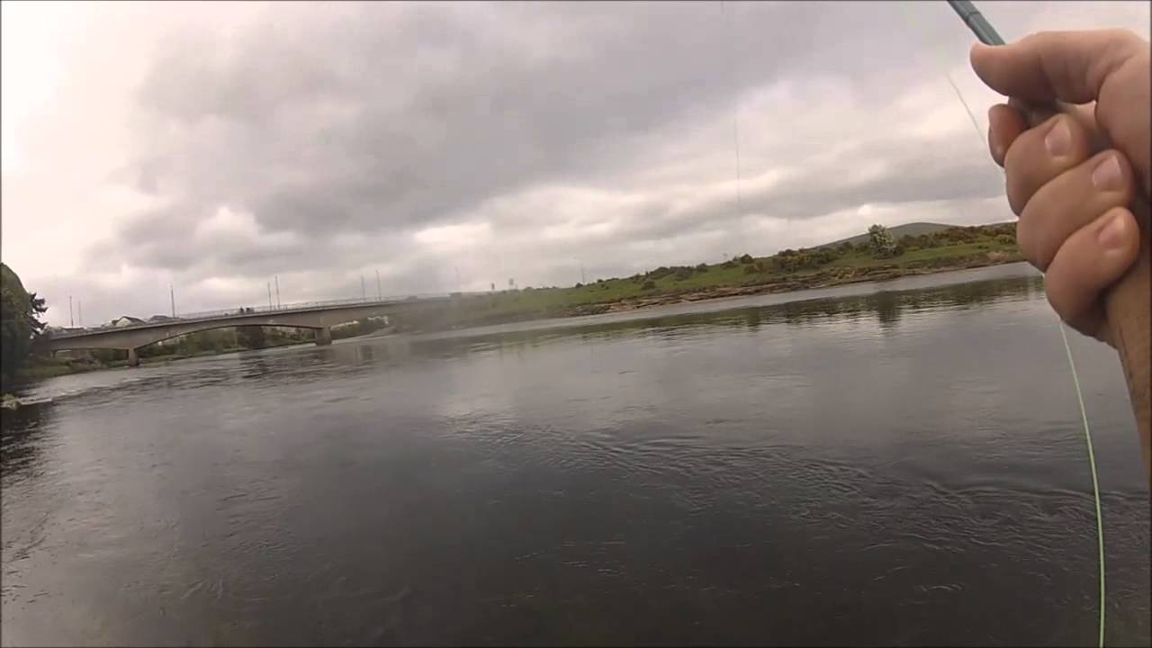 Salmon from the Foyle