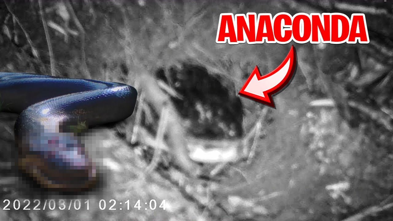 🚨ATENÇÃO URGENTE🚨 PEGAMOS A ANACONDA NA CAMERA DE VISÃO NOTURNA!! *cenas reais⚠️sucuri gigante*