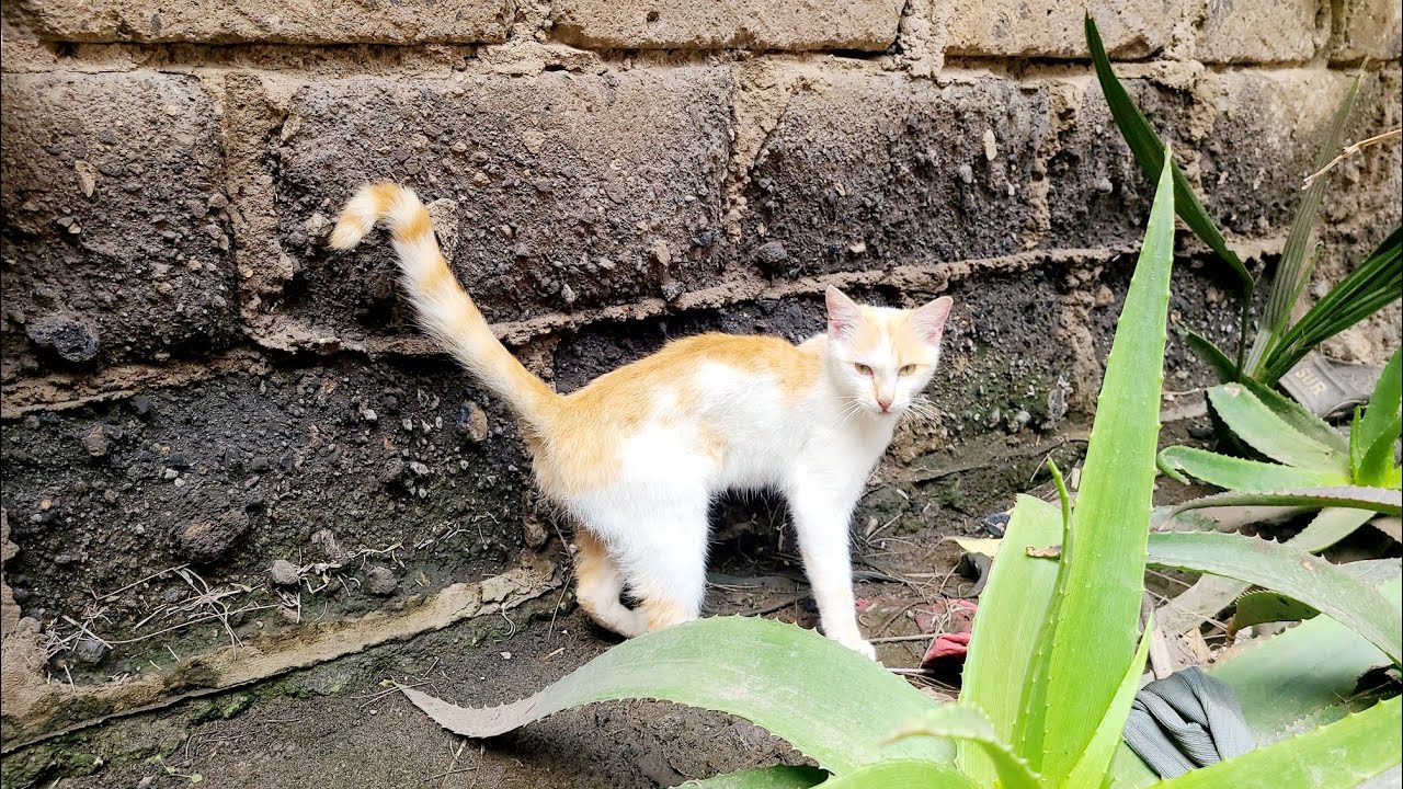 Daily CAT 😻 routine of LOVE CAT 🐈 in AFRICA 🌍 