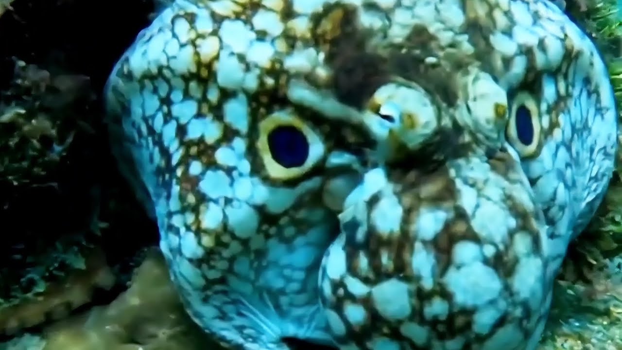 Ep 16: Master of disguise 🐙 the octopus, الأخطبوط ملك التمويه و التخفي 