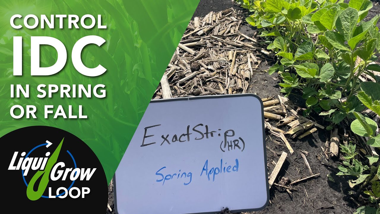How to Fix IDC in Soybeans