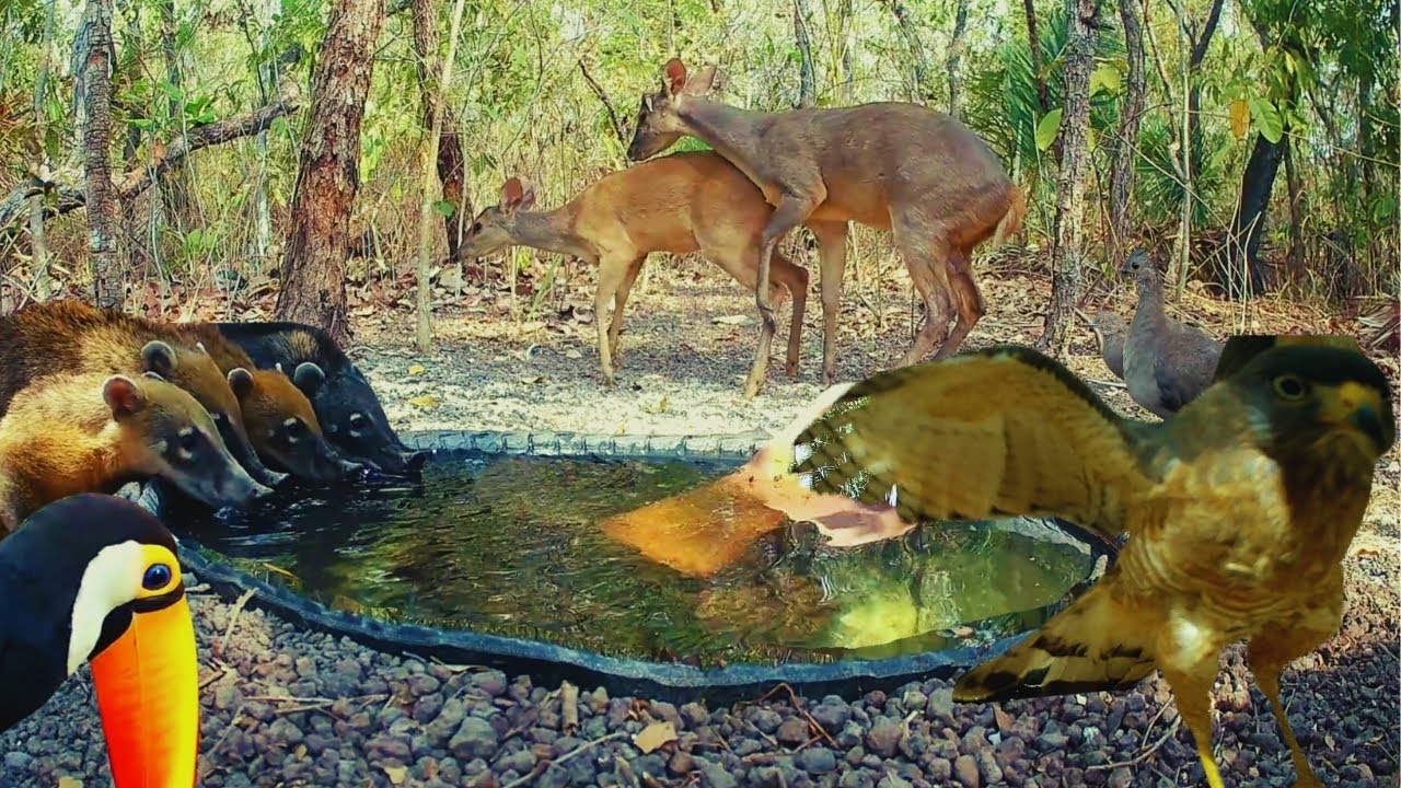 Cenas incríveis e inéditas no bebedouro. Encontros SURPREENDENTES! Catingueiro, jaós e outros!