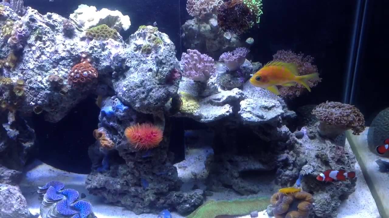Ruby Reef Rally- Updated Review