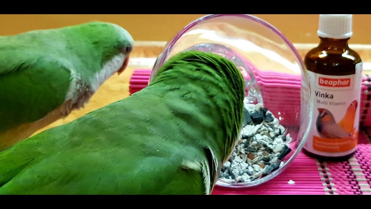 ПОДГОТОВКА К РАЗВЕДЕНИЮ ПОПУГАЕВ КВАКЕРОВ ВИТАМИНЫ BEAPHAR VINKA PREPARING FOR BREEDING OF PARROTS