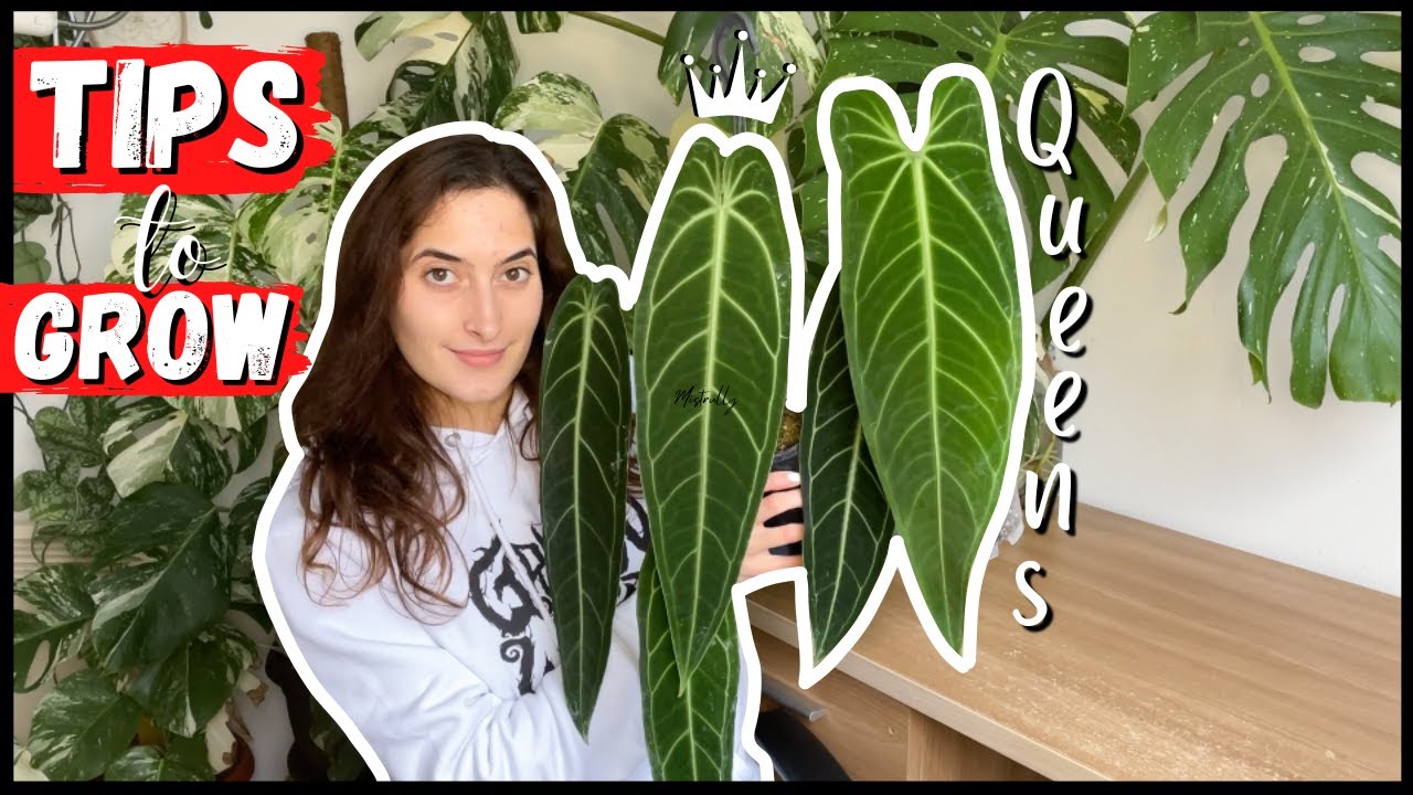 КАК ВЫРАЩИВАТЬ АНТУРИЙ КОРОЛЕВСКИЙ // 5 полезных советов!