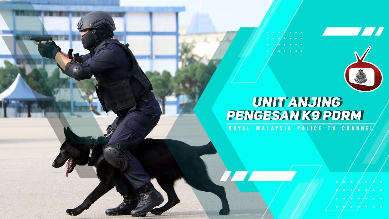 UNIT ANJING PENGESAN K9 PDRM - #RMPTV 02 APRIL 2022
