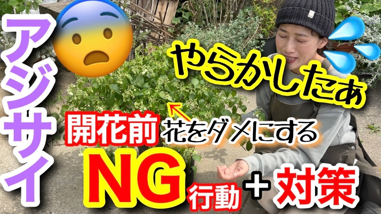【アジサイ】花のために一年頑張ったことが水の泡💦開花前に花をダメにするNG行動/ 一度はやらかしたことがあるはず‼️/ 実際にやらかしてしまったので、緊急で対策をやって、なんとか復活【ガーデニング】