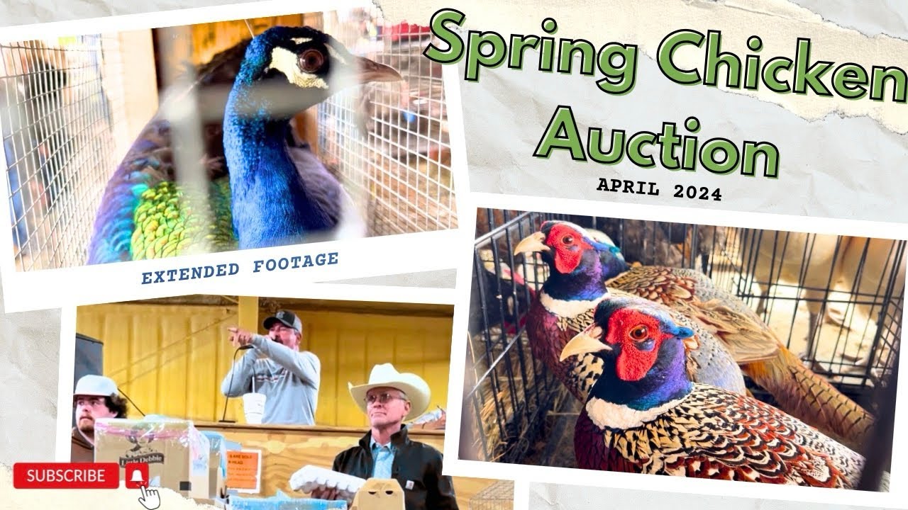 Spring Chicken Auction! 🐓 Extended Footage |VLOG