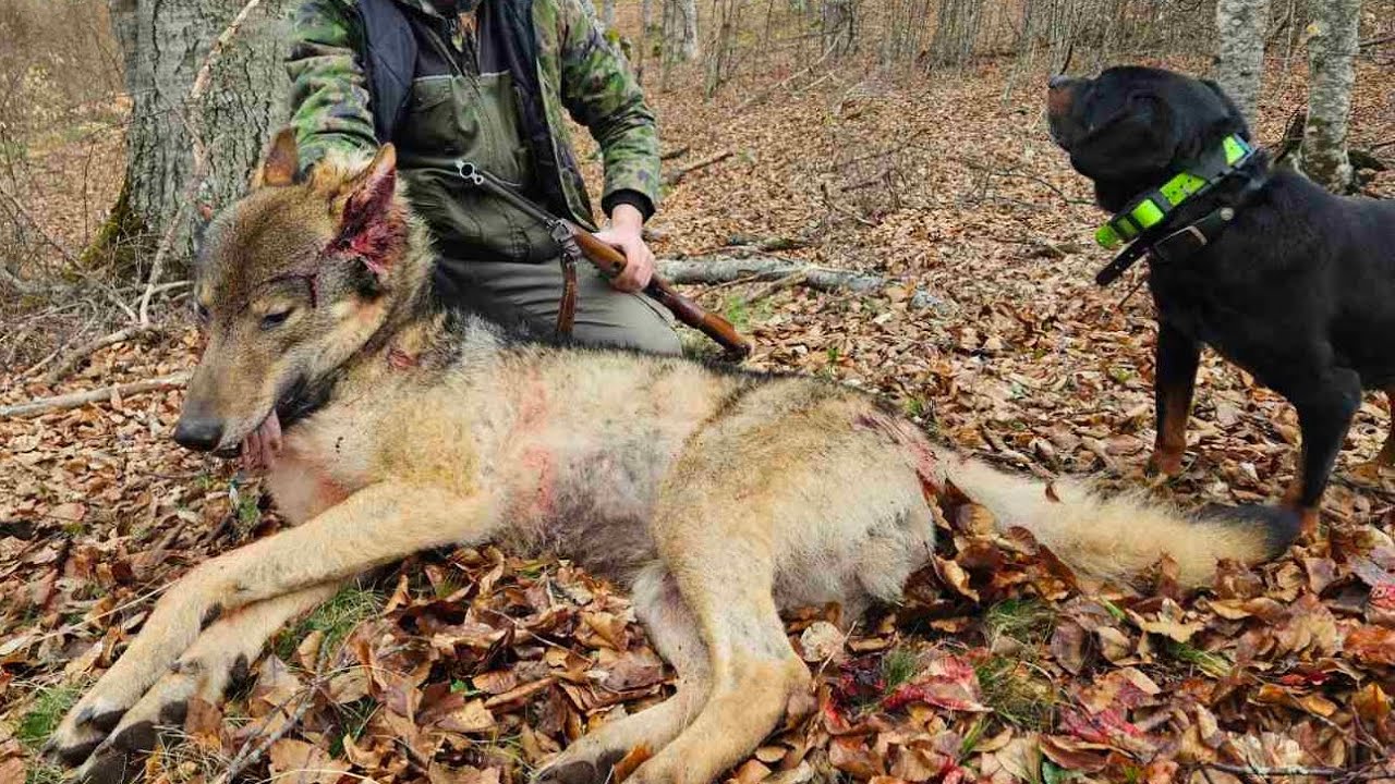 Lov i odstrel Vuka - Borba Vuka I Pas @hunting-lov