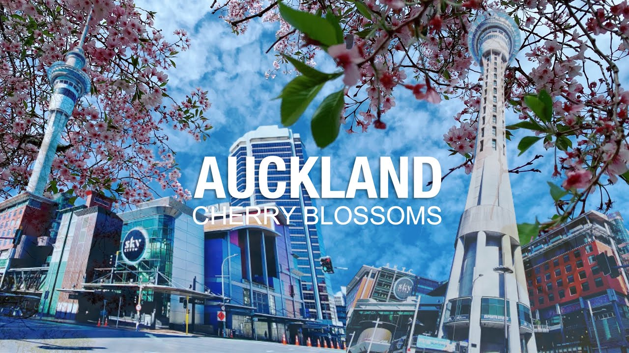 Best Places to See Cherry Blossoms in Auckland | Auckland in Spring