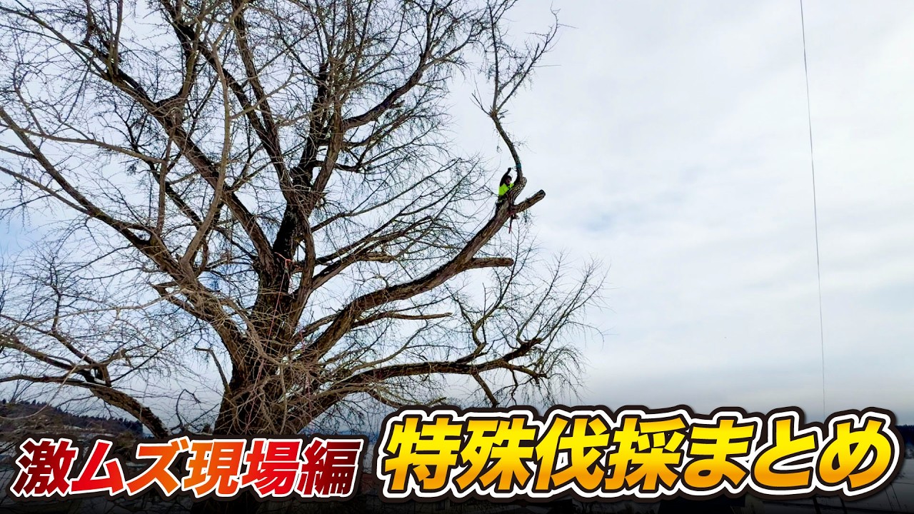 【衝撃】プロも震える難易度MAX！特殊伐採まとめ 【総集編】 #秋田県 #剪定 #伐採 #御神木 #特殊伐採 #リムウォーク #銀杏 #枝おろし #桂 #高所作業 #樹上伐採 #チェーンソー #サワラ