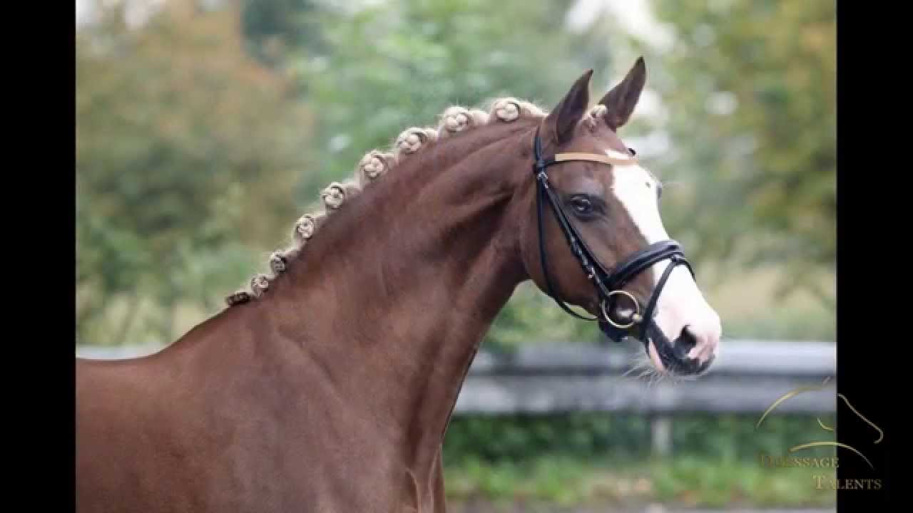 www.dressage-talents.com / Topmodel