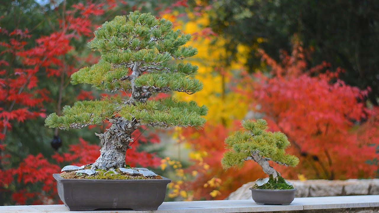 Japanese White Pine Autumn Maintnance Work - Arkefthos Bonsai