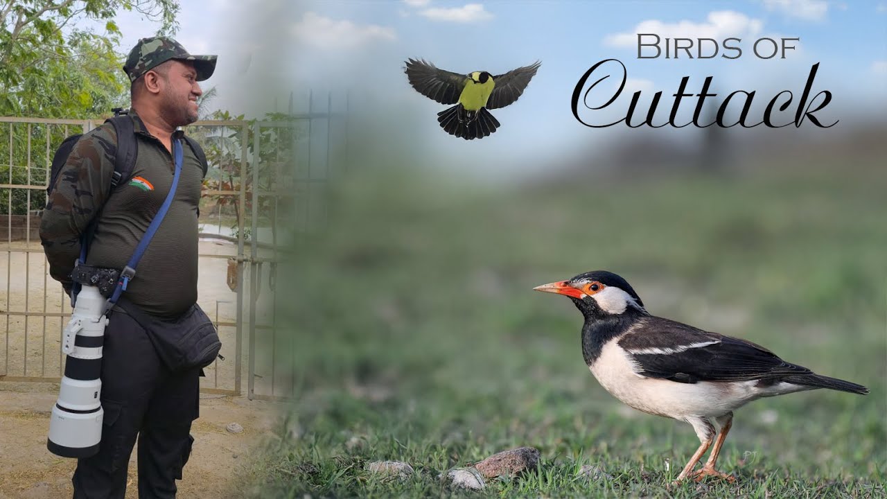 Beautiful Birds of Cuttack Odisha | Oriole, Kingfisher & Starling