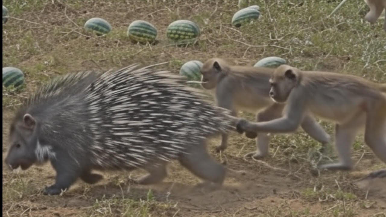 Monkey and porcupine face off. Porcupine faces off against a group of monkeys.🐒🐨🤔