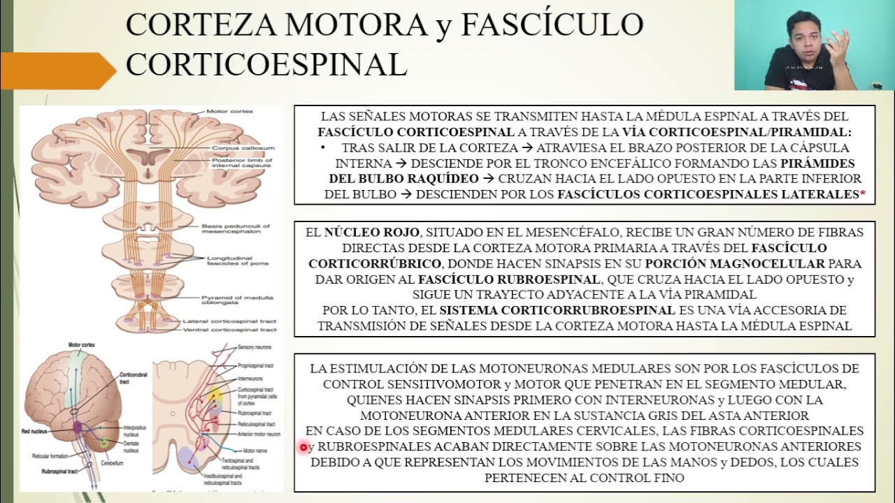 FISIOLOGÍA: CONTROL DE LA FUNCIÓN MOTORA POR LA CORTEZA y EL TRONCO DEL ENCÉFALO