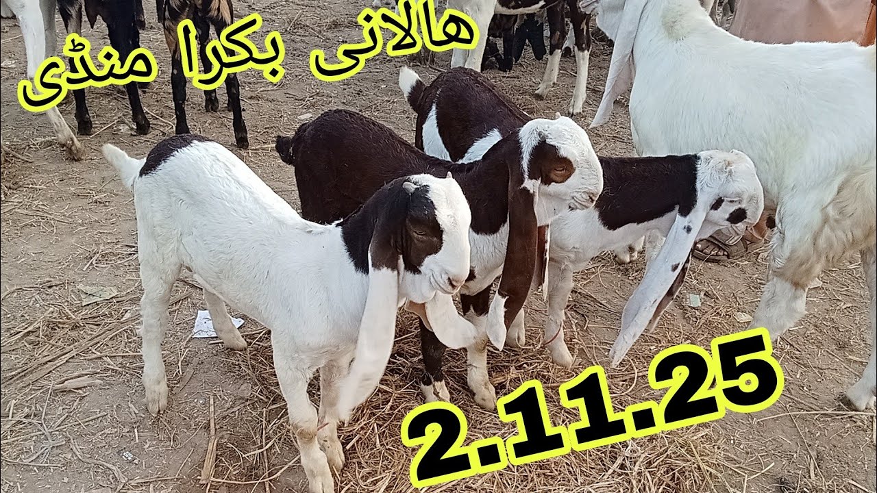Halani Bakra Mandi #2025 Karachi#qurbanvlogsHalani Bakra Mandi #2025 Karachi#qurbanvlogs #animals #