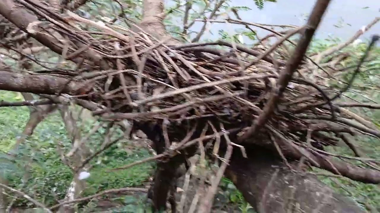 Beautiful nests where young birds live #nests #birds #wildlife #egrets #nature #natureadventures 