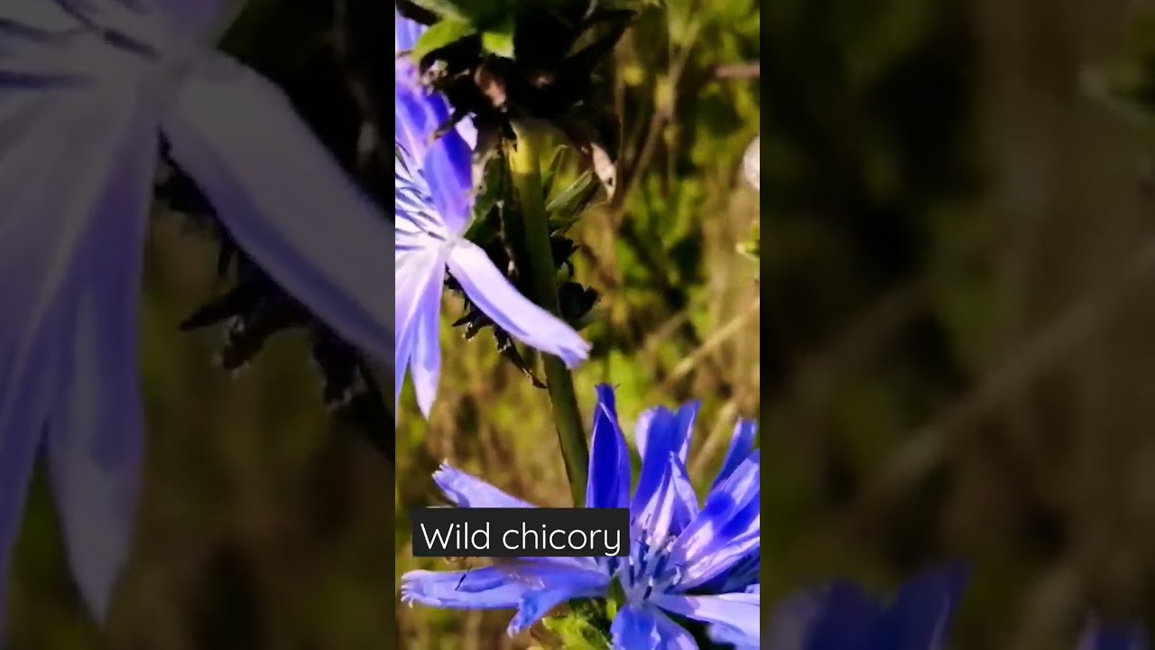 wild chicory(Cichorium incubus).