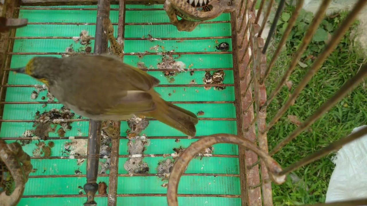 เสียงนกดอกแตง เปิดให้นกคึก หรือใช้ต่อนกป่า (suara pikat burung lekir)